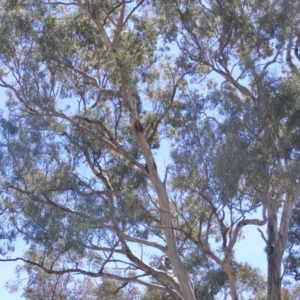 Eucalyptus melliodora at Garran, ACT - 10 Nov 2019