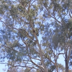 Eucalyptus melliodora at Garran, ACT - 10 Nov 2019
