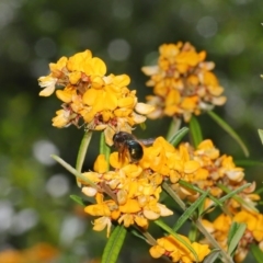 Xylocopa (Lestis) aerata (Golden-Green Carpenter Bee) at Hackett, ACT - 15 Nov 2019 by TimL