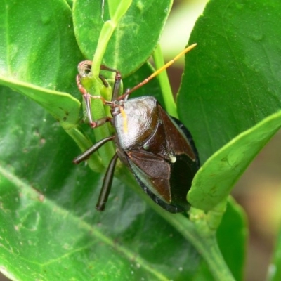 Musgraveia sulciventris (Bronze Orange Bug) at Currarong, NSW - 20 Jan 2008 by HarveyPerkins