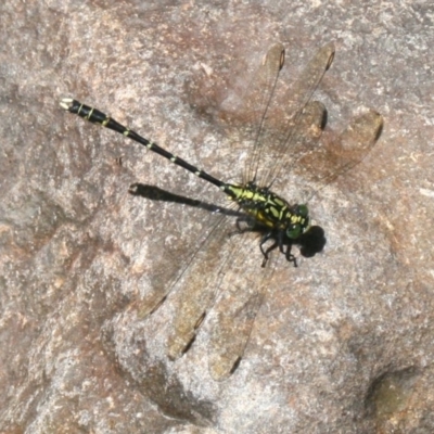 Hemigomphus gouldii (Southern Vicetail) at Quaama, NSW - 1 Jan 2015 by FionaG