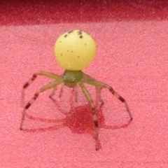 Australomisidia sp. (genus) (Flower spider) at Cobargo, NSW - 25 Feb 2015 by FionaG