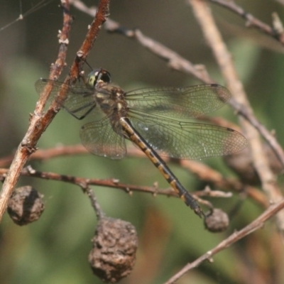 Hemicordulia tau (Tau Emerald) at Quaama, NSW - 6 Apr 2015 by FionaG