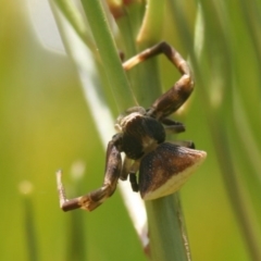 Unidentified Other hunting spider at Quaama, NSW - 17 Jan 2016 by FionaG