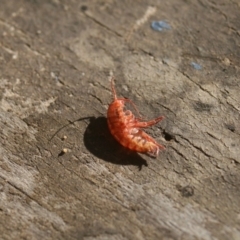 Amphipod (order Amphipoda, family Talitridae) at Murrah, NSW - 19 Jan 2016 by FionaG