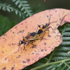 Dindymus versicolor (Harlequin Bug) at Paddys River, ACT - 21 Jan 2012 by HarveyPerkins