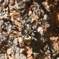 Polyrhachis ammon (Golden-spined Ant, Golden Ant) at Quaama, NSW - 1 Apr 2017 by FionaG