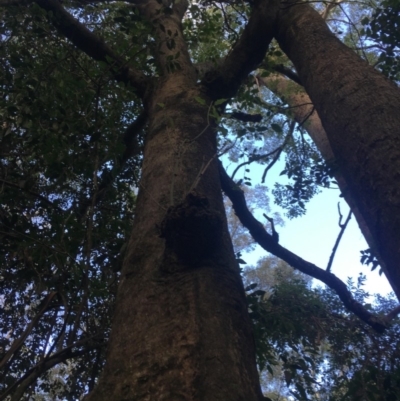 Brachychiton populneus subsp. populneus (Kurrajong) at Budgong, NSW - 14 Nov 2019 by Ry
