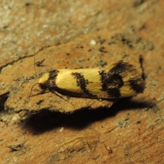 Olbonoma triptycha (Chezela Group) at Rob Roy Range - 25 Oct 2019 by MichaelBedingfield
