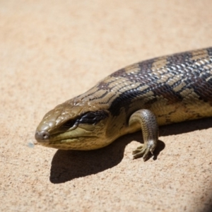 Tiliqua scincoides scincoides at Murrumbateman, NSW - 15 Nov 2019