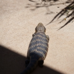 Tiliqua scincoides scincoides at Murrumbateman, NSW - 15 Nov 2019