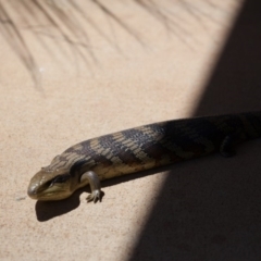 Tiliqua scincoides scincoides at Murrumbateman, NSW - 15 Nov 2019