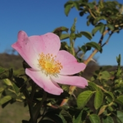 Rosa rubiginosa (Sweet Briar, Eglantine) at Tennent, ACT - 11 Nov 2019 by michaelb