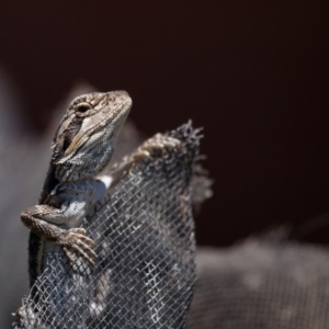 Pogona barbata at Murrumbateman, NSW - 23 Oct 2019