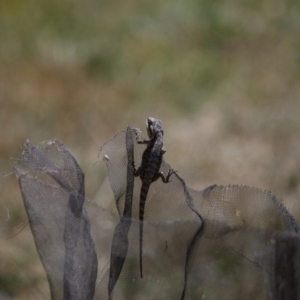 Pogona barbata at Murrumbateman, NSW - 23 Oct 2019