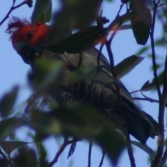 Callocephalon fimbriatum (Gang-gang Cockatoo) at Quaama, NSW - 9 Oct 2005 by FionaG