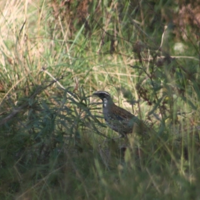 Cinclosoma punctatum (Spotted Quail-thrush) at Quaama, NSW - 26 May 2008 by FionaG