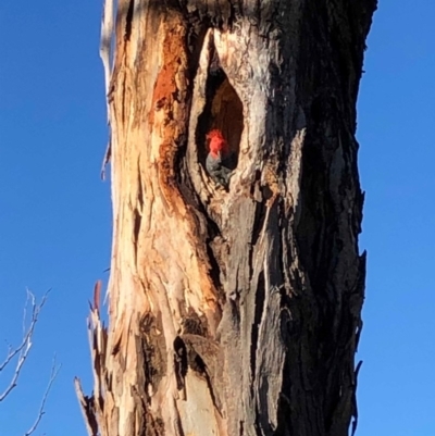 Callocephalon fimbriatum (Gang-gang Cockatoo) at Garran, ACT - 14 Nov 2019 by ruthkerruish