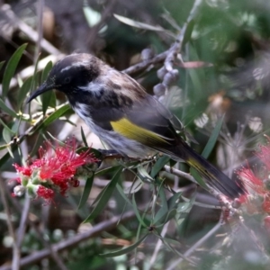 Phylidonyris niger X novaehollandiae (Hybrid) at Fyshwick, ACT - 15 Nov 2019