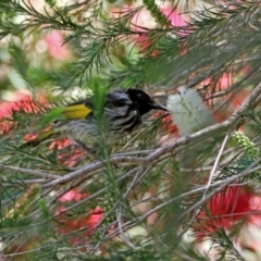 Phylidonyris niger X novaehollandiae (Hybrid) at Fyshwick, ACT - 15 Nov 2019