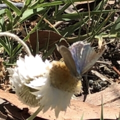 Zizina otis (Common Grass-Blue) at Aranda, ACT - 16 Nov 2019 by Jubeyjubes