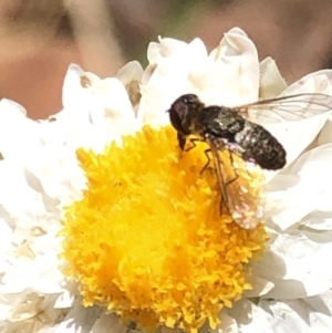 Bombyliidae (family) at Aranda, ACT - 16 Nov 2019