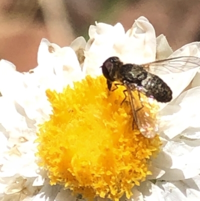 Bombyliidae (family) (Unidentified Bee fly) at Aranda, ACT - 16 Nov 2019 by Jubeyjubes