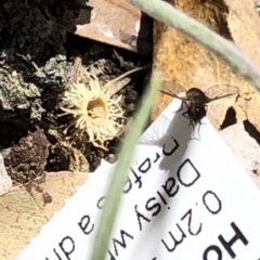 Bombyliidae (family) at Aranda, ACT - 16 Nov 2019