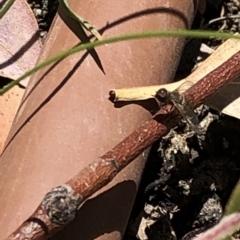 Bombyliidae (family) at Aranda, ACT - 16 Nov 2019