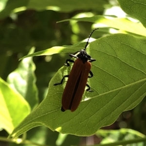 Porrostoma sp. (genus) at Aranda, ACT - 16 Nov 2019