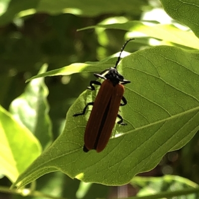 Porrostoma sp. (genus) (Lycid, Net-winged beetle) at Aranda, ACT - 16 Nov 2019 by Jubeyjubes