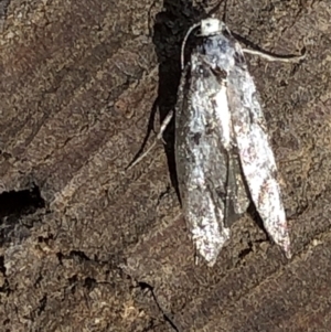 Oecophoridae (family) at Aranda, ACT - 16 Nov 2019 11:39 AM