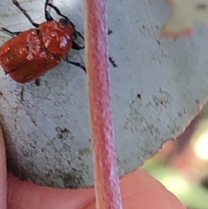 Aporocera (Aporocera) haematodes at Aranda, ACT - 16 Nov 2019