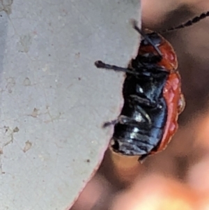 Aporocera (Aporocera) haematodes at Aranda, ACT - 16 Nov 2019