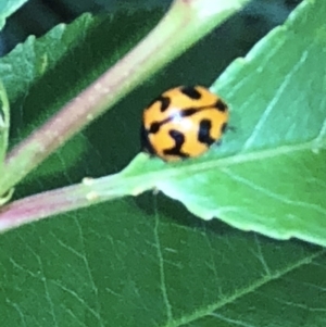 Coccinella transversalis at Aranda, ACT - 16 Nov 2019