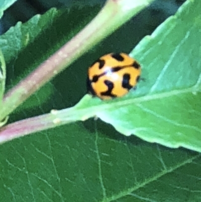 Coccinella transversalis (Transverse Ladybird) at Aranda, ACT - 16 Nov 2019 by Jubeyjubes