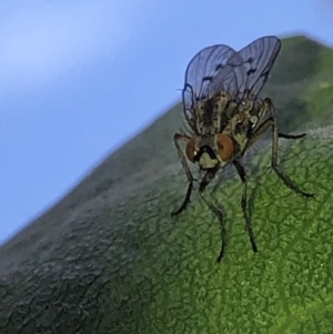 Anthomyia punctipennis at Aranda, ACT - 16 Nov 2019 11:09 AM