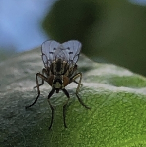 Anthomyia punctipennis at Aranda, ACT - 16 Nov 2019 11:09 AM