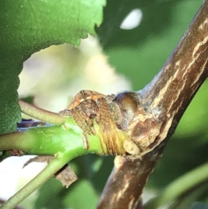 Dolophones sp. (genus) at Aranda, ACT - 16 Nov 2019 11:05 AM