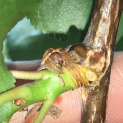 Dolophones sp. (genus) at Aranda, ACT - 16 Nov 2019