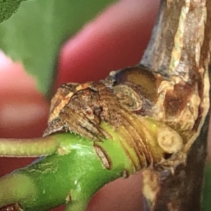 Dolophones sp. (genus) at Aranda, ACT - 16 Nov 2019