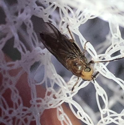 Inopus rubriceps (Sugarcane Soldier Fly) at Aranda, ACT - 16 Nov 2019 by Jubeyjubes