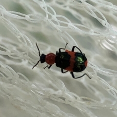 Dicranolaius bellulus (Red and Blue Pollen Beetle) at Aranda, ACT - 15 Nov 2019 by Jubeyjubes