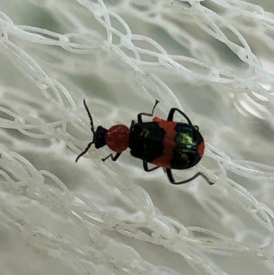 Dicranolaius bellulus (Red and Blue Pollen Beetle) at Aranda, ACT - 15 Nov 2019 by Jubeyjubes