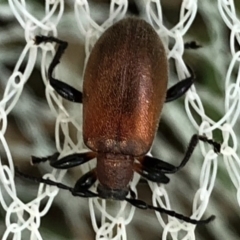 Lagriini sp. (tribe) (Unidentified lagriine darkling beetle) at Aranda, ACT - 15 Nov 2019 by Jubeyjubes