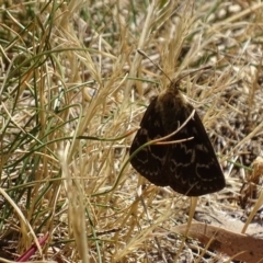 Synemon plana at Griffith, ACT - 16 Nov 2019