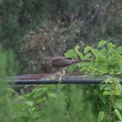 Tachyspiza fasciata (Brown Goshawk) at Quaama, NSW - 26 Jan 2010 by FionaG