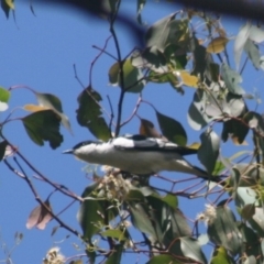 Lalage tricolor (White-winged Triller) at Murrah, NSW - 17 Nov 2014 by FionaG