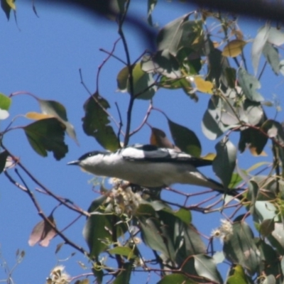Lalage tricolor (White-winged Triller) at Murrah, NSW - 17 Nov 2014 by FionaG