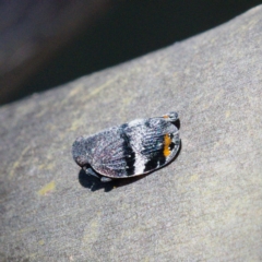 Platybrachys vidua (Eye-patterned Gum Hopper) at Paddys River, ACT - 15 Nov 2019 by Marthijn